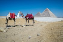Dos camellos junto al complejo piramidal de Giza cerca de El Cairo, Egipto - foto de stock