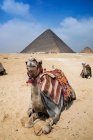 Camellos cerca del complejo piramidal de Giza cerca de El Cairo, Egipto - foto de stock