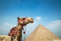 Camello cerca del complejo piramidal de Giza cerca de El Cairo, Egipto - foto de stock