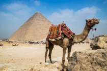 Chameau près du complexe pyramidal de Gizeh près du Caire, Égypte — Photo de stock