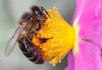 Close-up of a bee pollinating a flower, Majorca, Spain — Foto stock