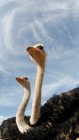 Portrait of two ostriches — Stock Photo