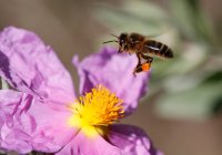 Nahaufnahme einer Biene, die eine Blume bestäubt, Mallorca, Spanien — Stockfoto
