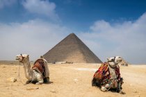 Due cammelli presso il complesso piramidale di Giza vicino al Cairo, Egitto — Foto stock