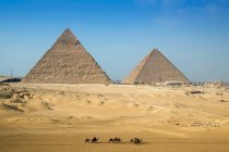 Visite à dos de chameau passant devant le complexe pyramidal de Gizeh près du Caire, Égypte — Photo de stock