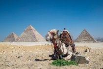 Верблюд отдыхает перед Великой пирамиды на плато Гиза близ Каира, Египет — стоковое фото