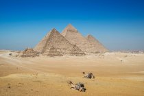 Dois camelos em frente ao complexo da pirâmide de Gizé perto do Cairo, Egito — Fotografia de Stock