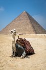 Верблюд перед пирамидой Гиза комплекс недалеко от Каира, Египет — стоковое фото
