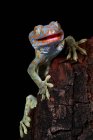 Portrait d'un gecko tokay, Java occidental, Indonésie — Photo de stock
