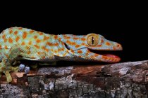 Portrait d'un gecko tokay, Java occidental, Indonésie — Photo de stock