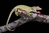 Retrato de um gecko Tokay em um ramo, Java Ocidental, Indonésia — Fotografia de Stock