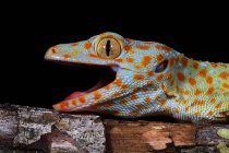 Збільшення Tokay gecko, Західна Ява, Індонезія — стокове фото