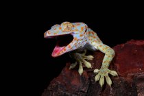 Close-up de uma gecko Tokay, Java Ocidental, Indonésia — Fotografia de Stock