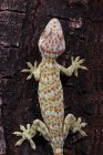 Vista aérea de un Tokay gecko, Java Occidental, Indonesia - foto de stock