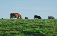 Una manada de vacas pastando en una colina, Shropshire, Reino Unido - foto de stock