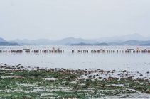 Persone che camminano nell'oceano al Jindo Sea Parting Festival, Jindo, Corea del Sud — Foto stock