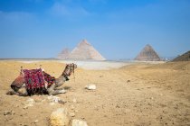 Camello descansando frente a las Grandes Pirámides en la meseta de Giza cerca de El Cairo, Egipto - foto de stock