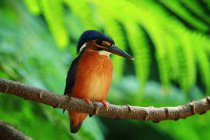 Vista de Common kingfisher no ramo, Indonésia — Fotografia de Stock