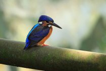 View of Common kingfisher on branch, Indonesia — Stock Photo