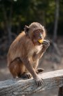 Monkey eating a banana, Bangkok, Thailand — Fotografia de Stock