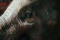 Nahaufnahme eines Elefantenauges, Thailand — Stockfoto