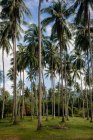 Palm trees, Koh Samui, Thailand — Stock Photo