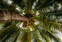 Vista de bajo ángulo de los cocos en una palmera, Rawai Beach, Phuket, Tailandia - foto de stock