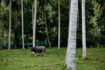 Бык, стоящий у пальм, Ко Самуи, Таиланд — стоковое фото