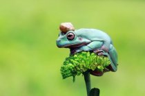 Snail sitting on a dumpy tree frog, Indonesia — Stock Photo
