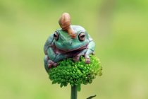 Snail sitting on a dumpy tree frog, Indonesia — Stock Photo
