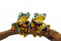 Two Javan tree frogs sitting on a branch, Indonesia — Stock Photo