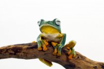 Javan tree frog sitting on a branch, Indonesia - foto de stock
