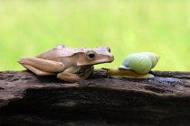 Rana di albero d'orecchio e una chiocciola su un ramo, Indonesia — Foto stock