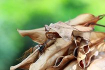 Mantis de hoja muerta camuflaje sobre hojas secas listo para saltar sobre un insecto, Indonesia - foto de stock