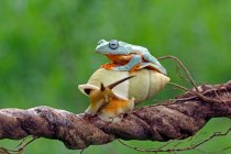 Яванская древесная лягушка на вершине улитки, Индонезия — стоковое фото
