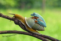 Javan tree frog on top of a snail, Indonesia — Stock Photo