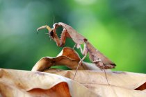 Mantis camuflagem folha morta em folhas secas, Indonésia — Fotografia de Stock