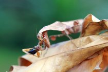 Mantis camuflagem folha morta em folhas secas com presas, Indonésia — Fotografia de Stock