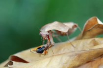 Mantis de hoja muerta camuflaje en hojas secas con presa, Indonesia - foto de stock