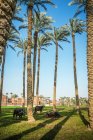 Buffalo pastando sob palmeiras em Dahshur, perto do Cairo, Egito — Fotografia de Stock
