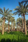 Palmeras en un campo, Dahshur cerca de El Cairo, Egipto - foto de stock