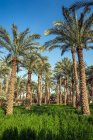 Palmiers dans un champ, Dahshur près du Caire, Egypte — Photo de stock