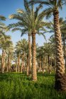 Palm trees in a field, Dahshur near Cairo, Egypt — Stock Photo