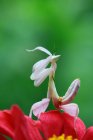 El primer plano de la mantis orquídea sobre la flor, Indonesia - foto de stock
