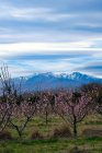 Cherry blossom and Pyrenees mountains, France — Stock Photo