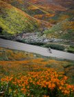 Homem de bicicleta através de um vale com flores silvestres, Estados Unidos — Fotografia de Stock