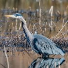Great Blue Heron amongst the reeds, British Columbia, Canada — Stock Photo