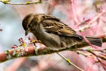 House Sparrow on branch, British Columbia, Canadá — Fotografia de Stock