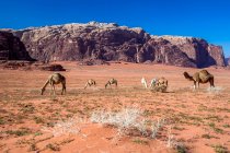 Kamele weiden in der Wüste, Wadi Rum, Jordanien — Stockfoto