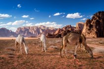 Quatro camelos pastando no deserto, Wadi Rum, Jordânia — Fotografia de Stock
